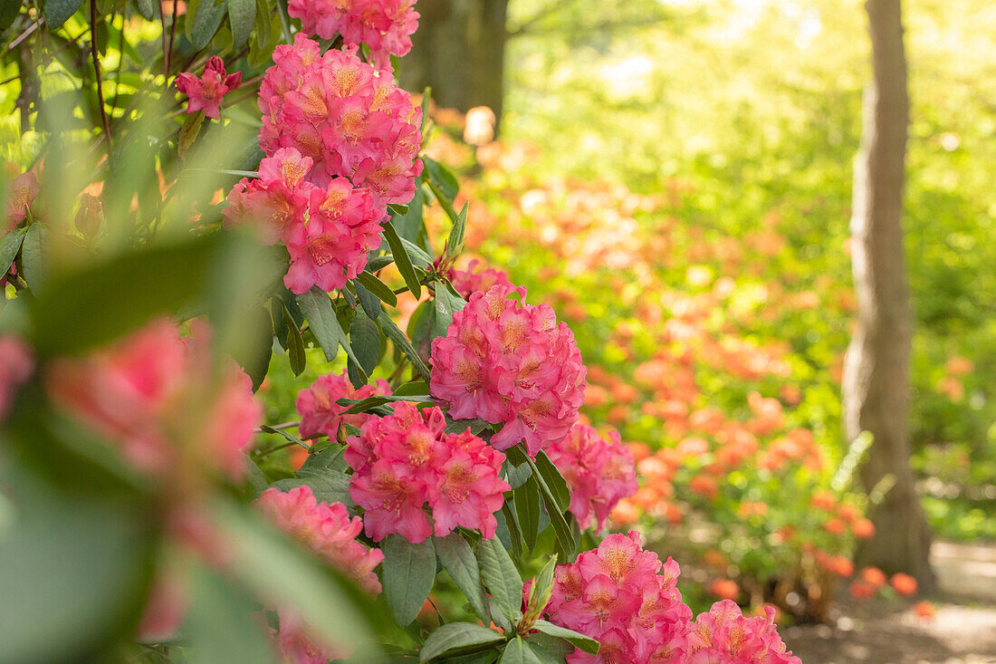 Rhododendron großblumig, dunkelrosa