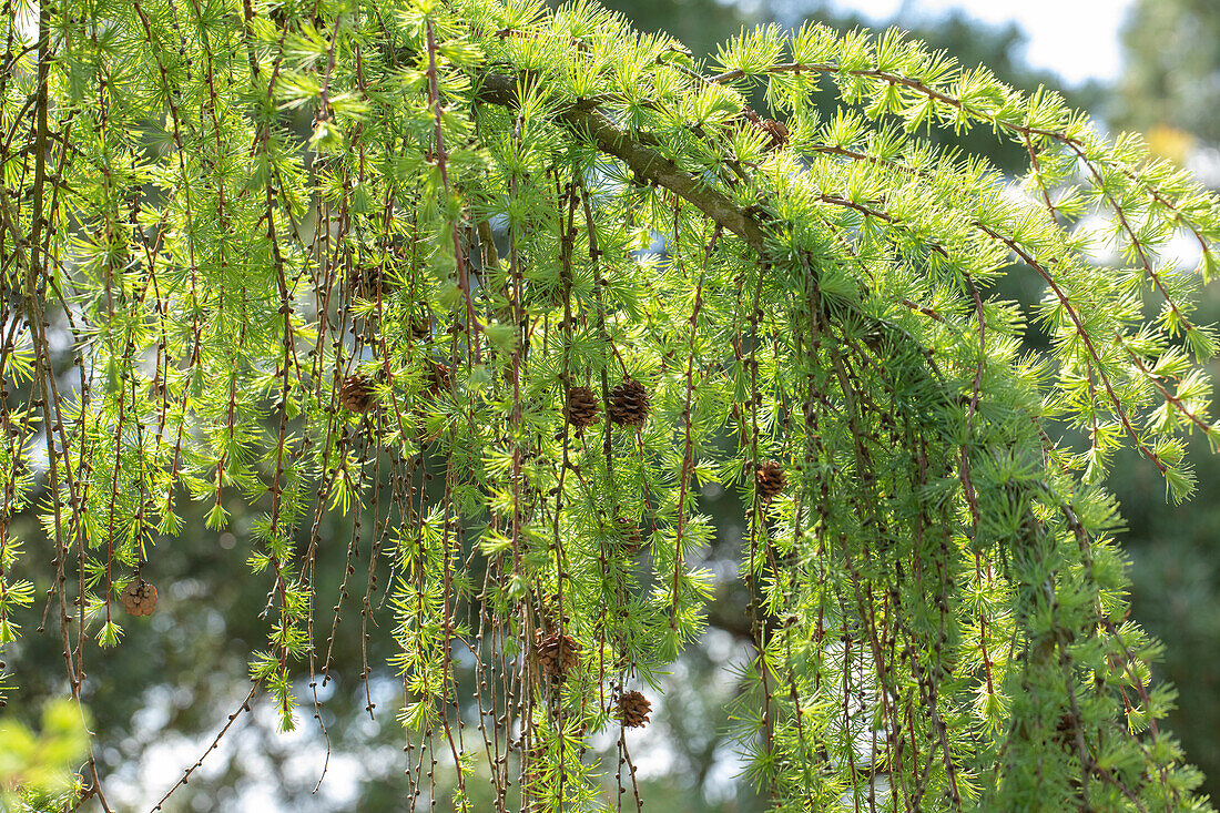 Larix kaempferi 'Pendula'