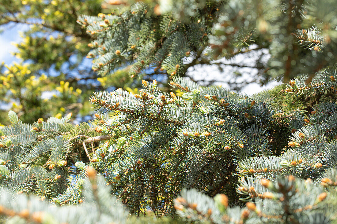 Picea pungens 'Moerheim'