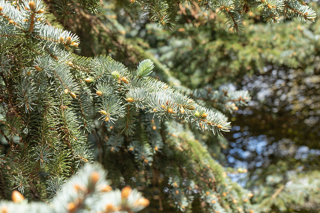 Picea pungens 'Moerheim'