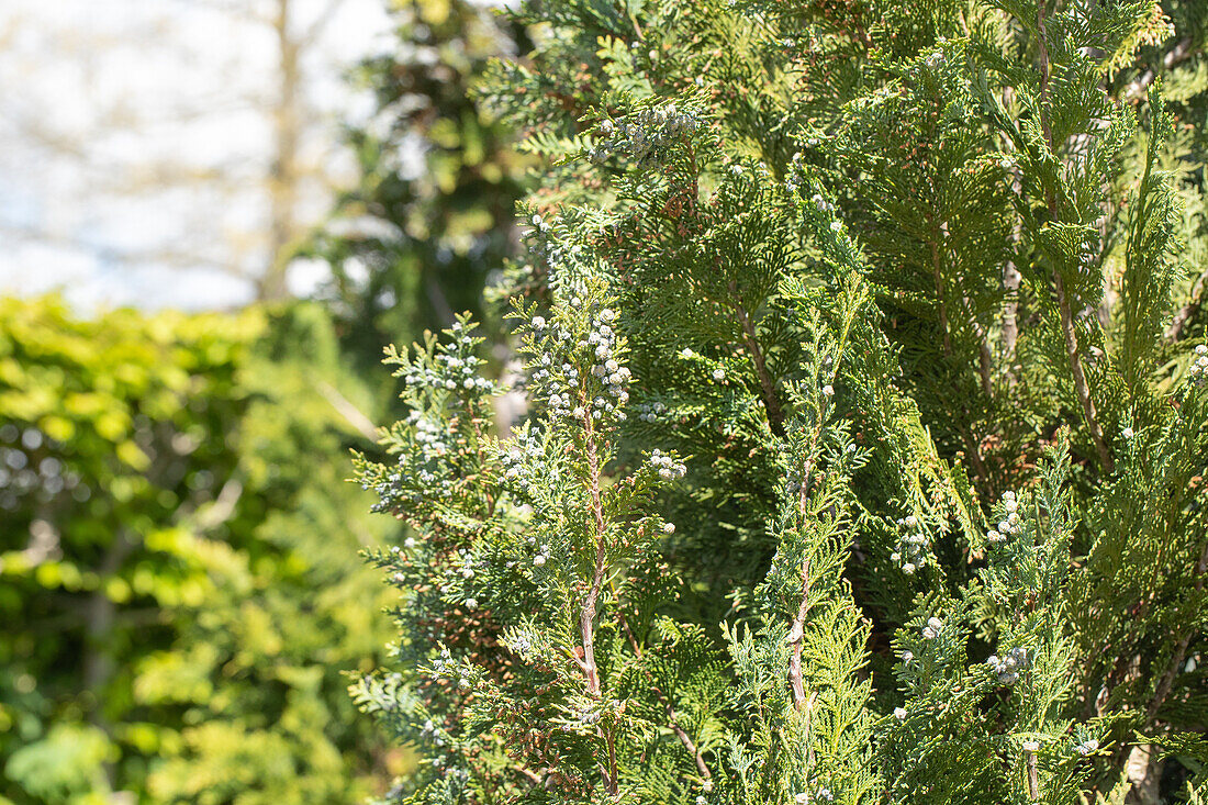 Chamaecyparis lawsoniana 'Dart's Blue Ribbon'