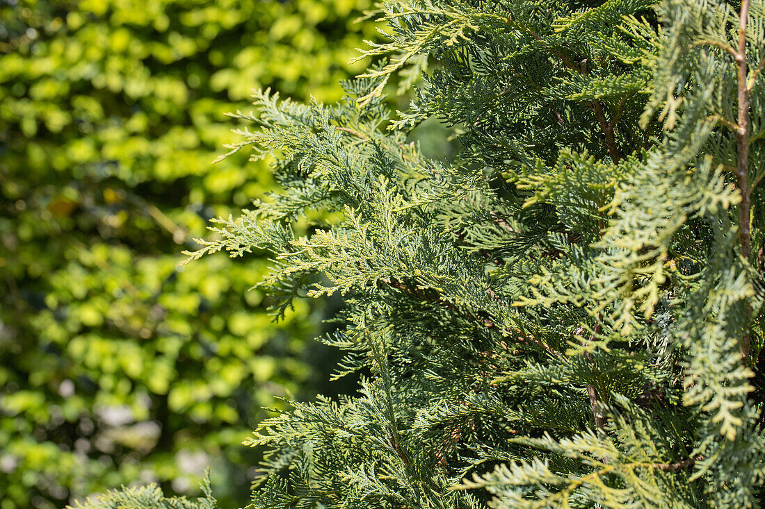 Chamaecyparis lawsoniana 'Silberstar'