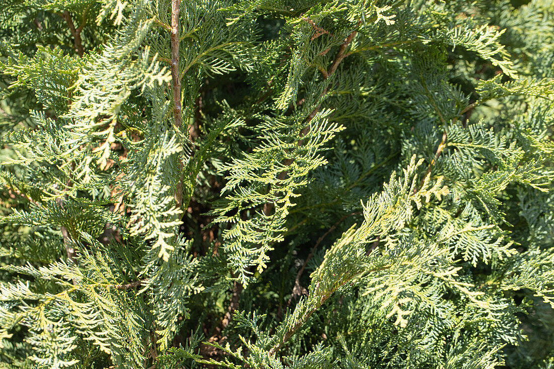 Chamaecyparis lawsoniana 'Silberstar'