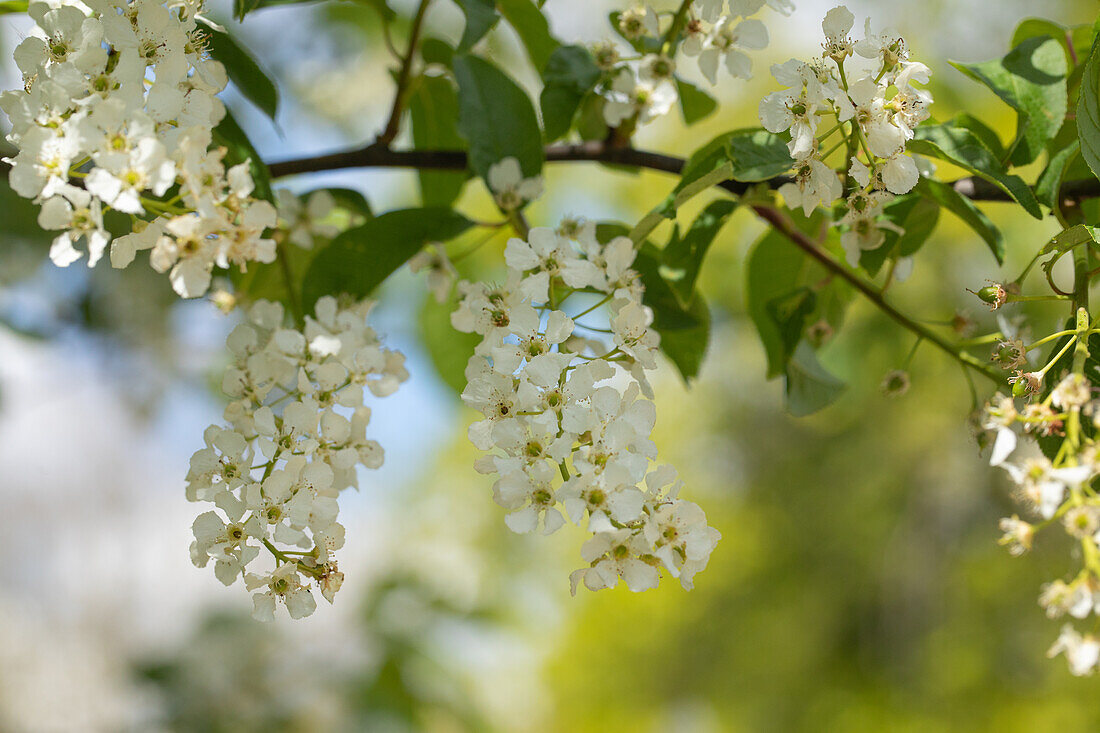 Prunus padus