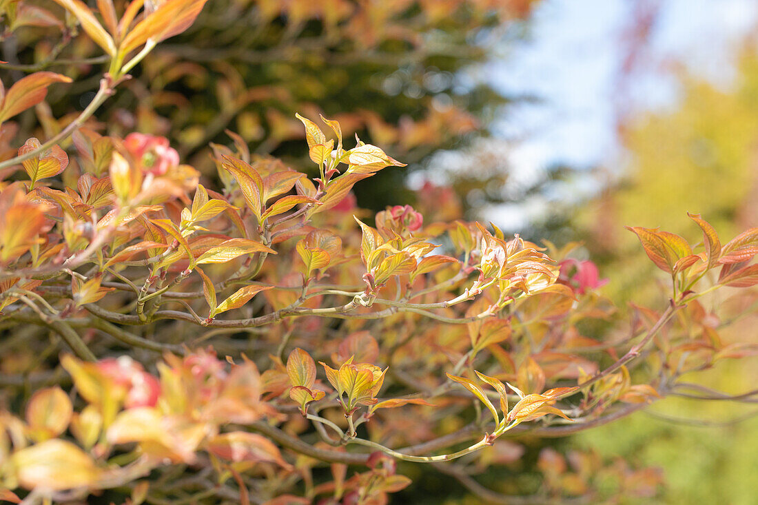 Cornus florida 'Cherokee Sunset'