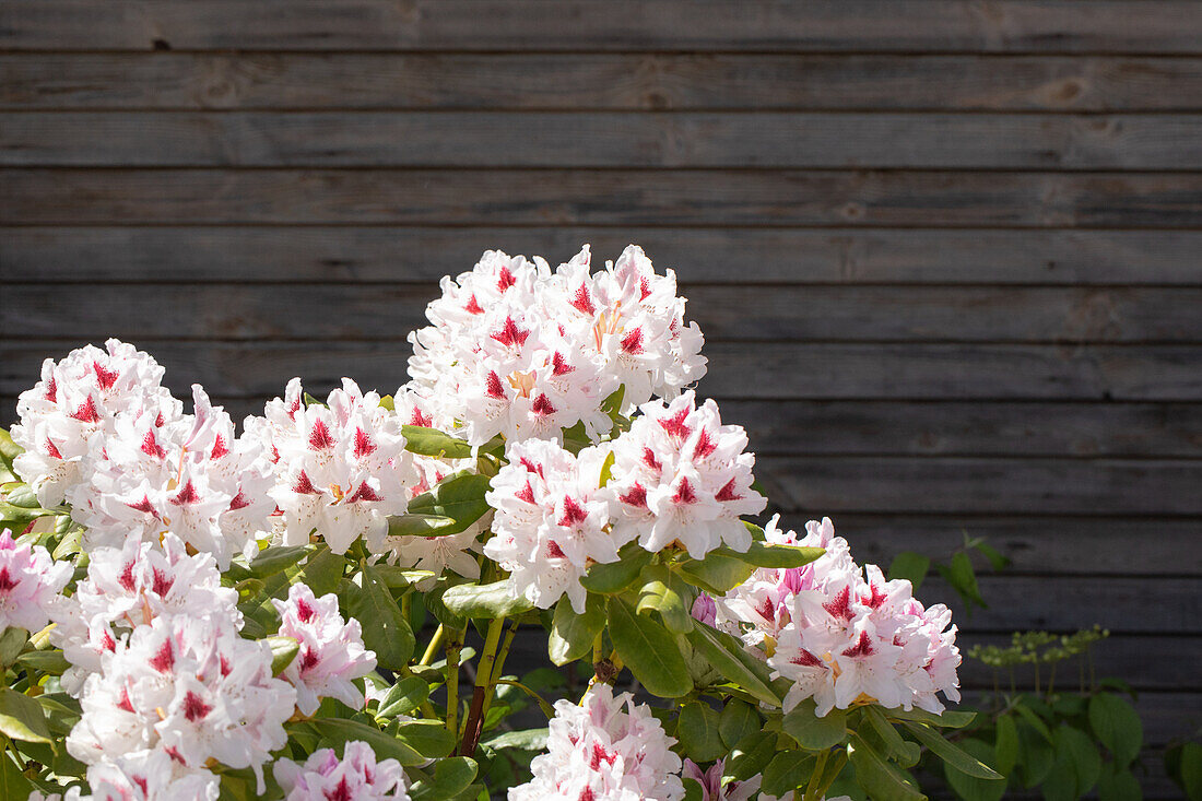 Rhododendron 'Schneeauge'