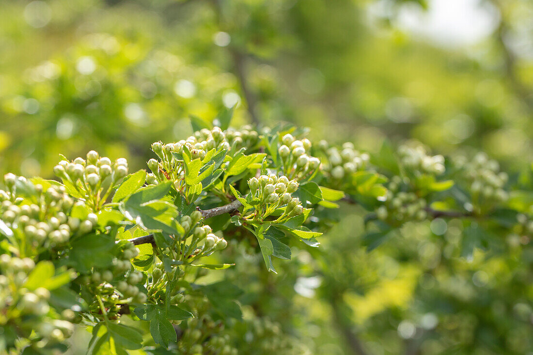 Crataegus laevigata