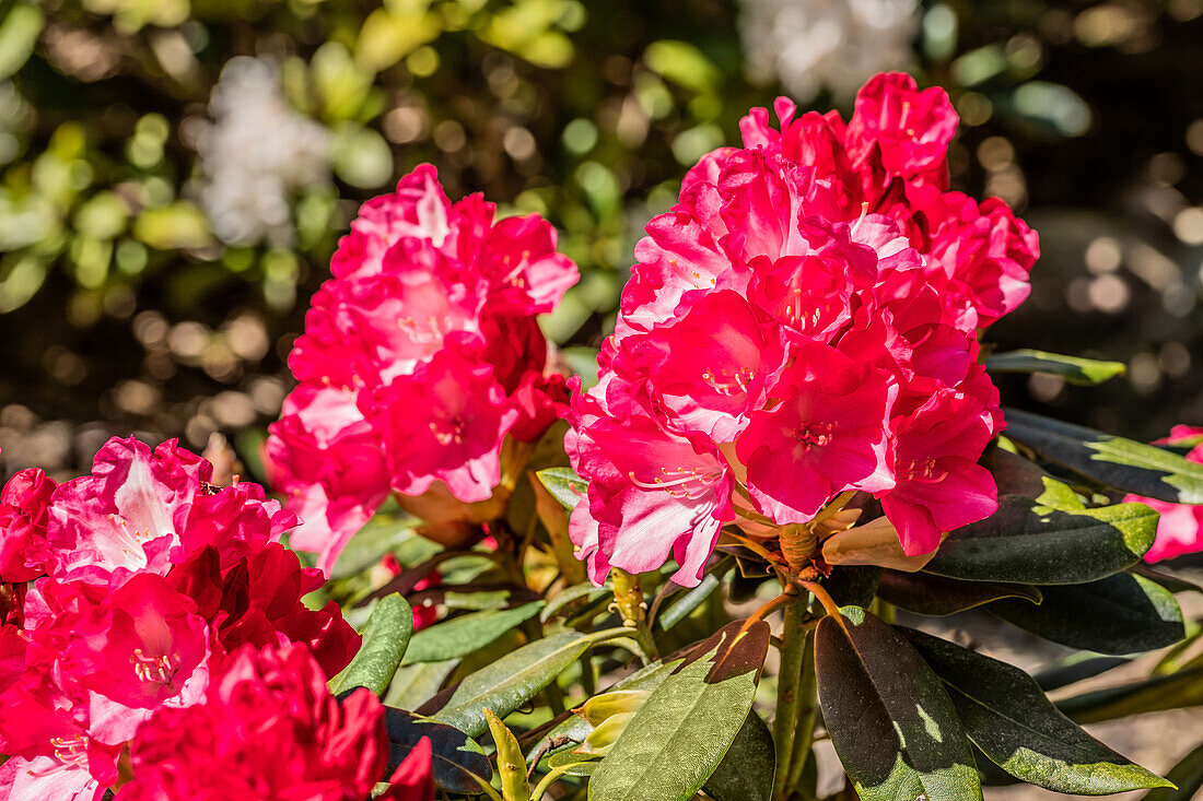 Rhododendron yakushimanum 'Fantastica'