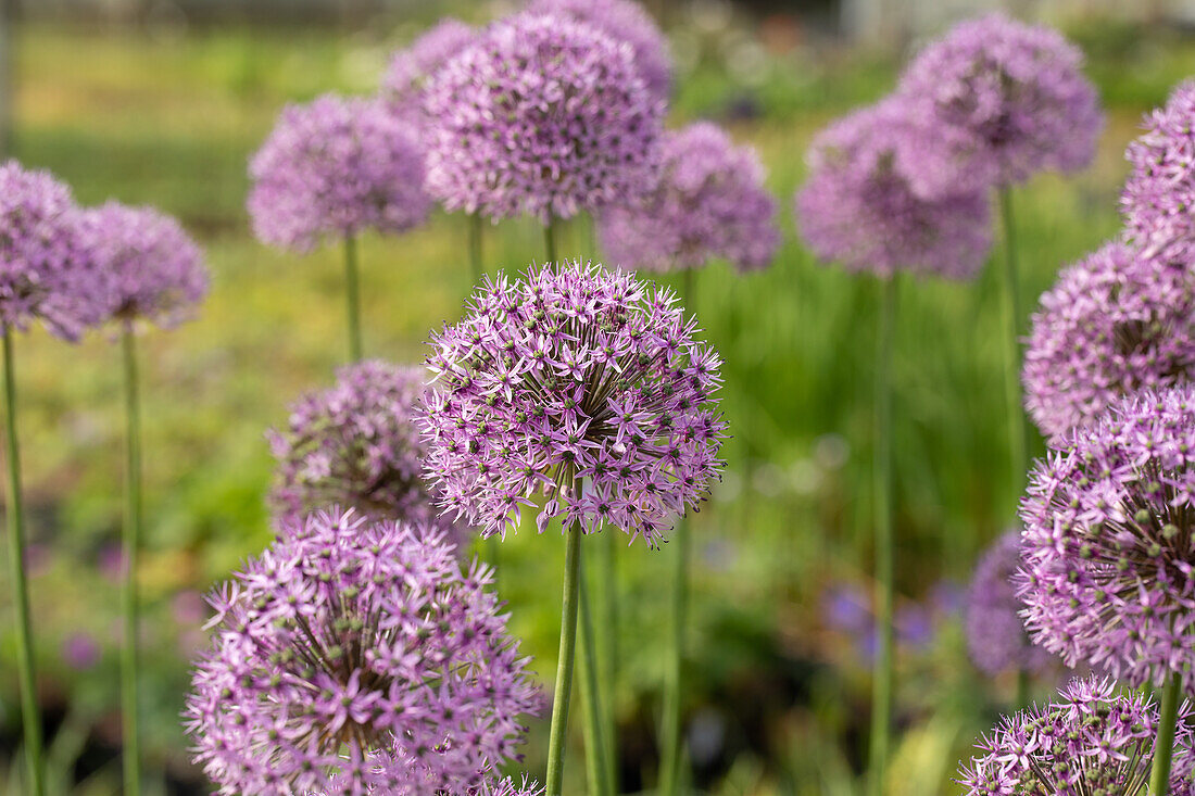 Allium aflatunense 'Gladiator'