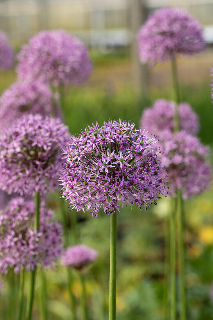 Allium aflatunense 'Gladiator'