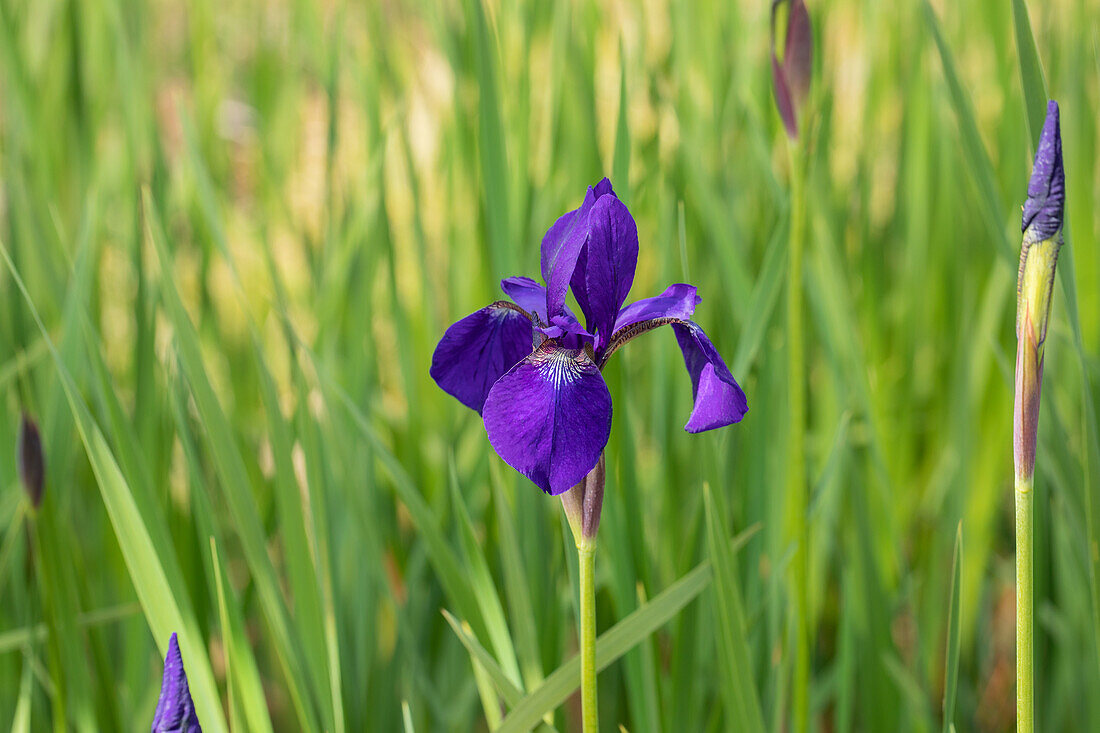 Iris sibirica 'Caesar'