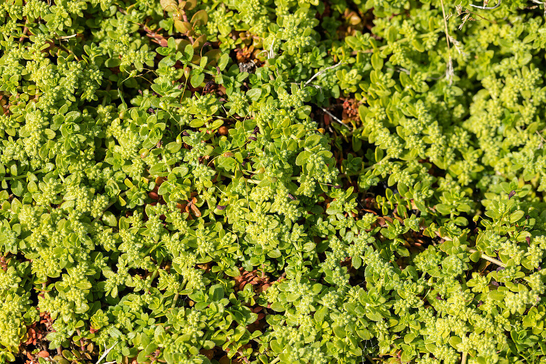 Herniaria glabra 'Serpyllifolia'