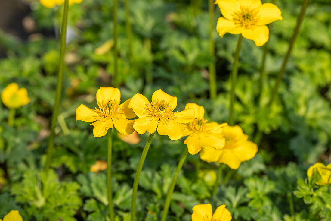 Trollius pumilus