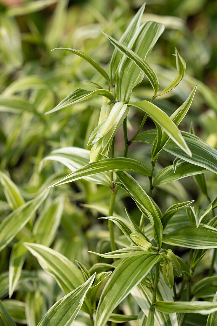 Disporum sessile 'Variegatum'