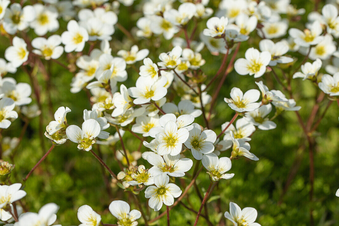 Saxifraga x arendsii 'Adebar'