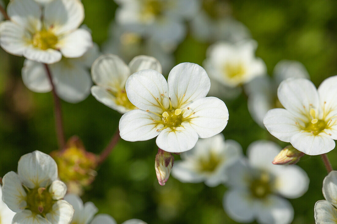 Saxifraga x arendsii 'Adebar'