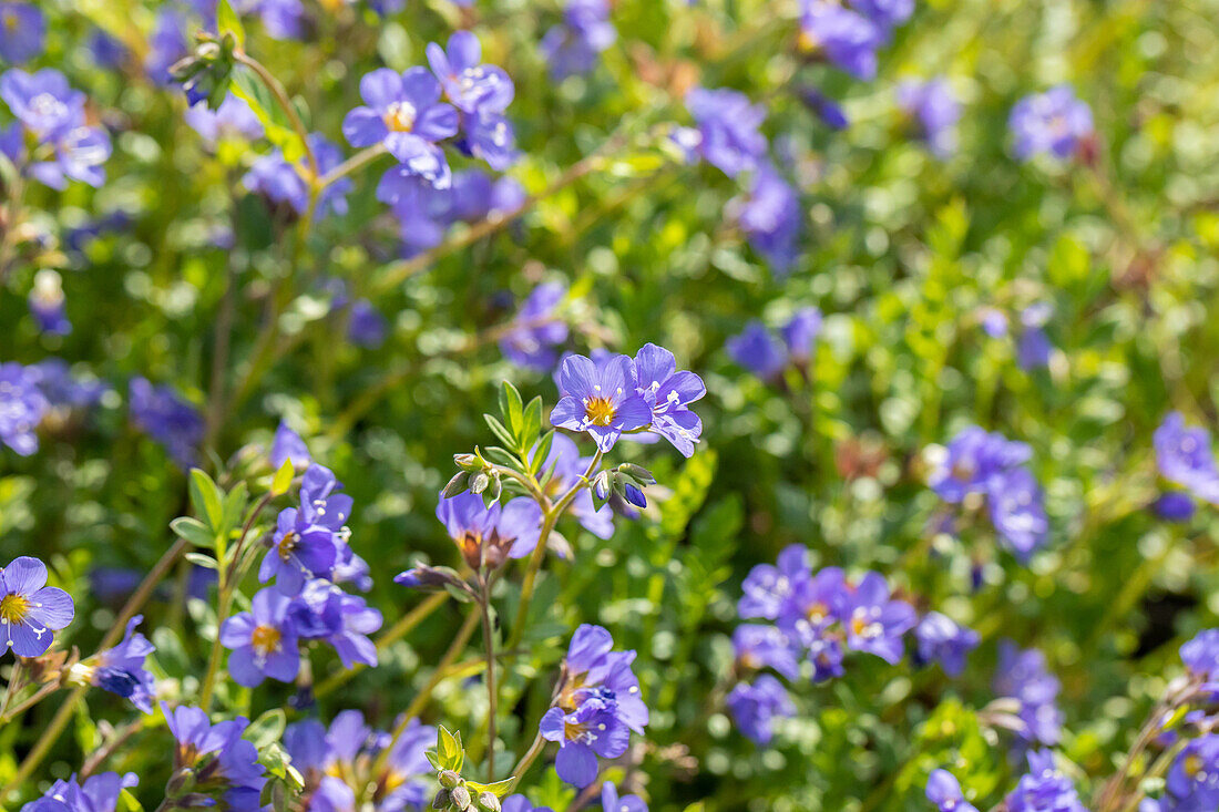 Polemonium reptans 'Blue Pearl'