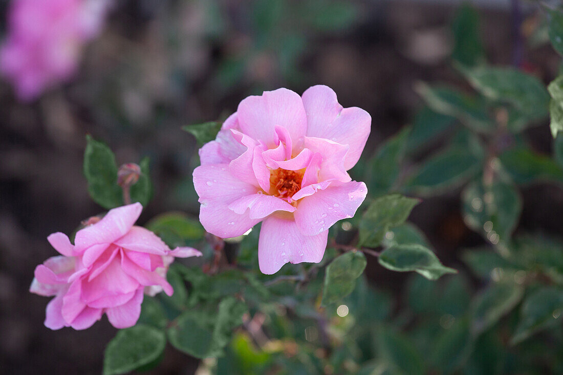 Rosa "Mme. Laurette Messimy" Guillot 1888