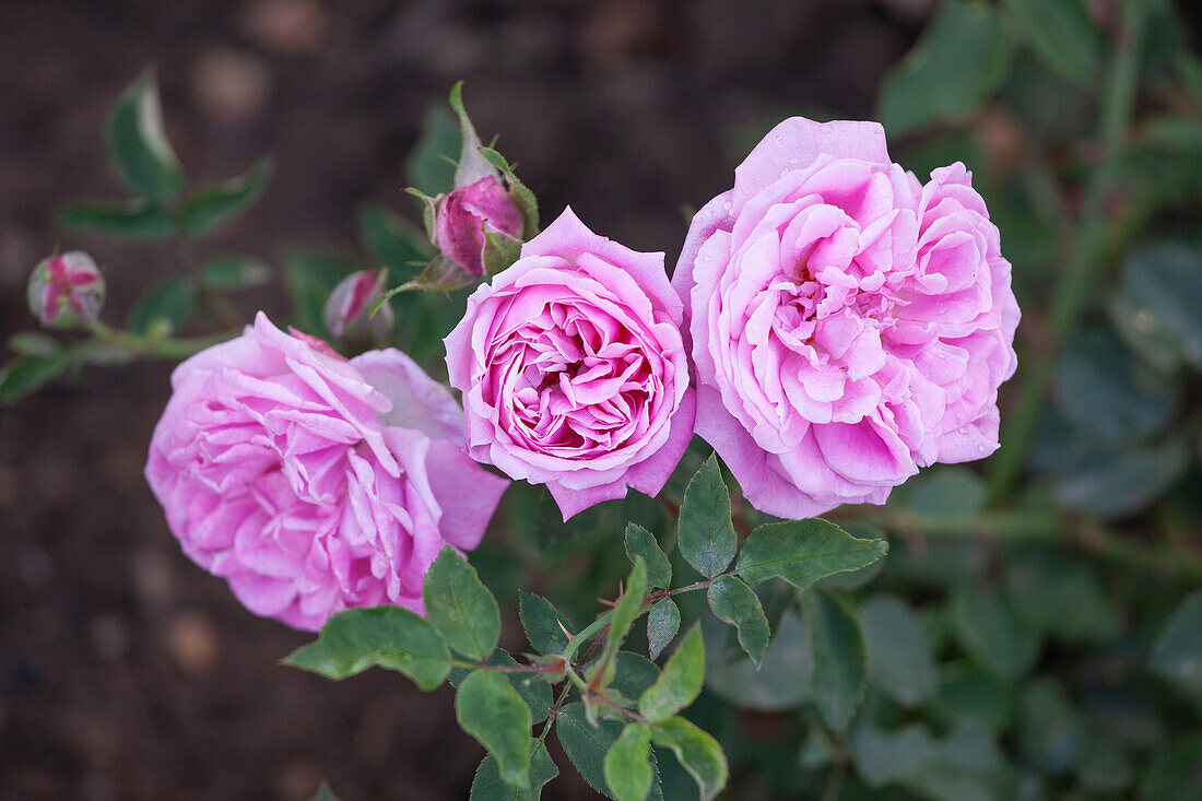 Rosa "Hermosa" Marcheseau 1840