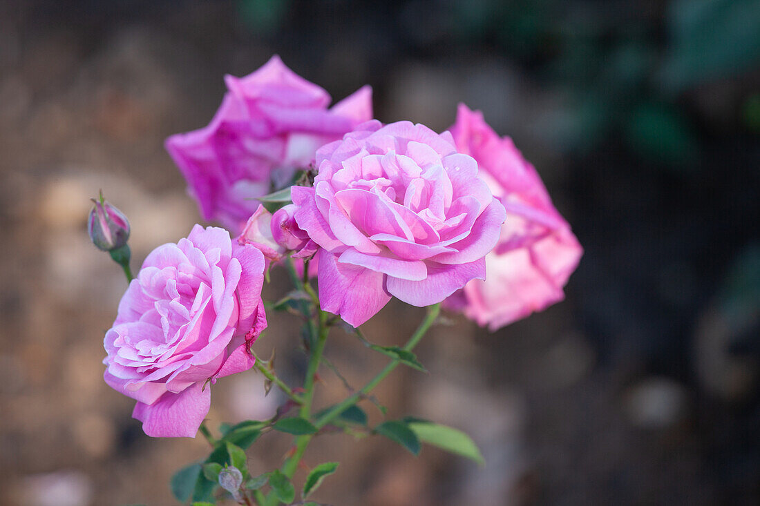 Rosa "Hermosa" Marcheseau 1840