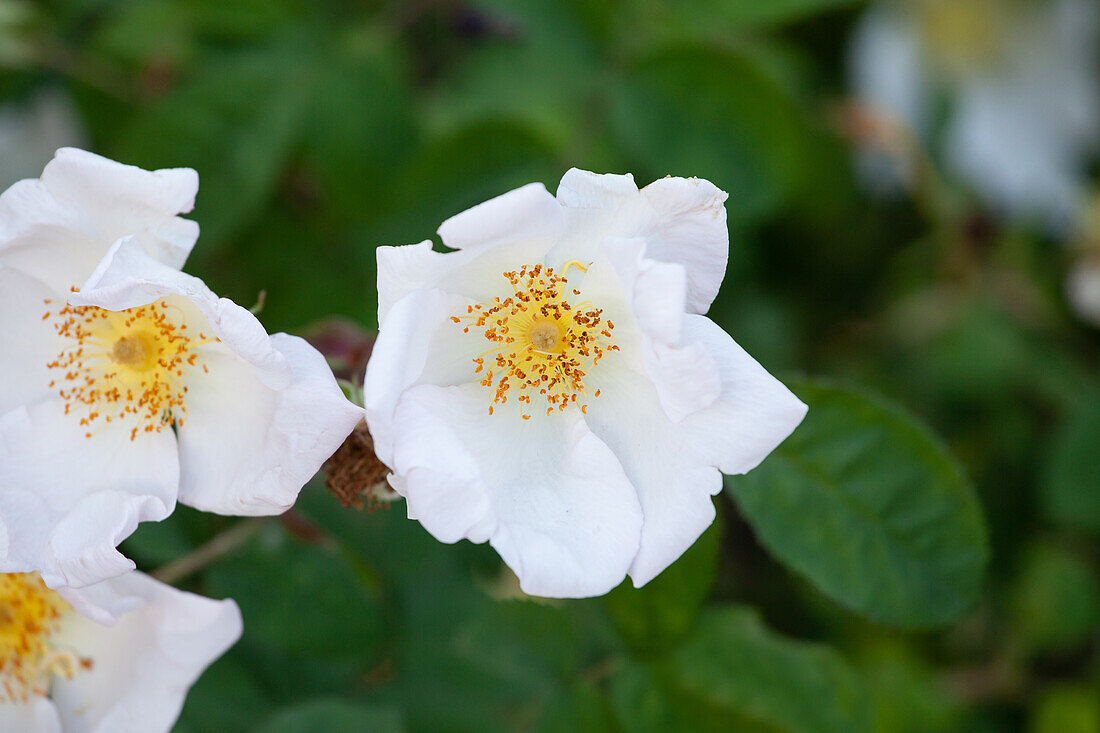 Rosa richardii