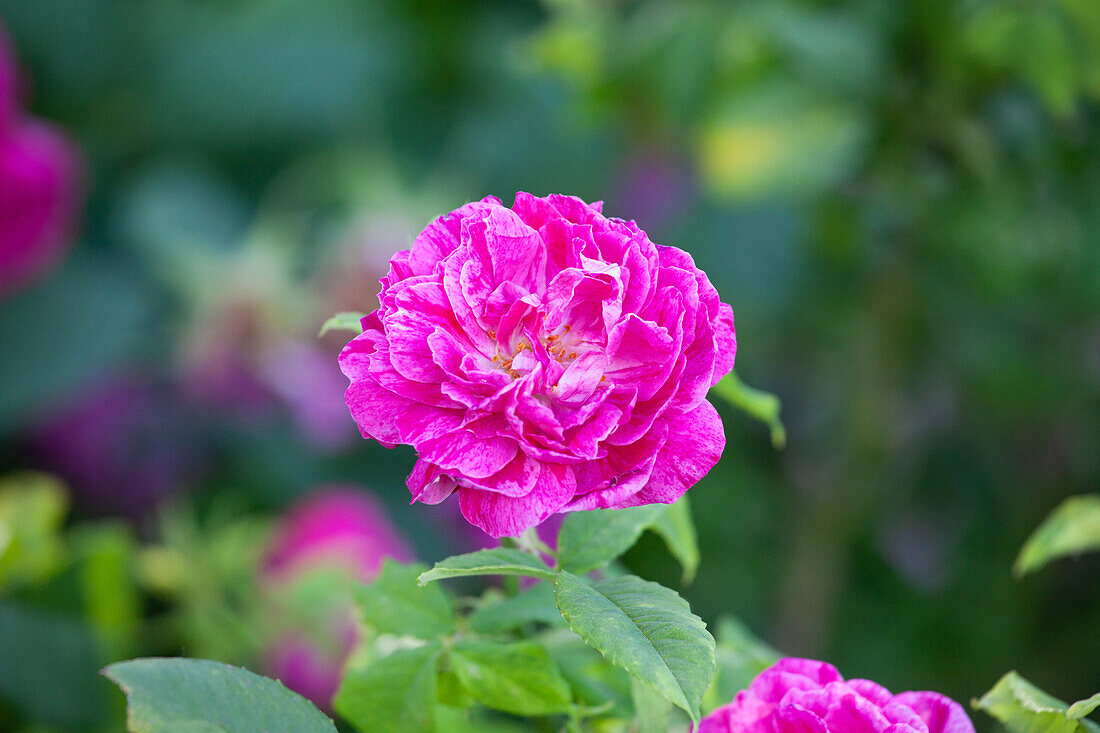 Rosa gallica 'Panachée d´Angers'