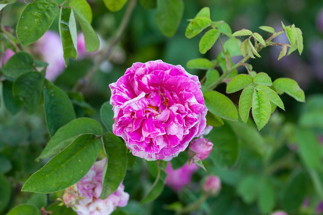 Rosa gallica 'Camaieux'