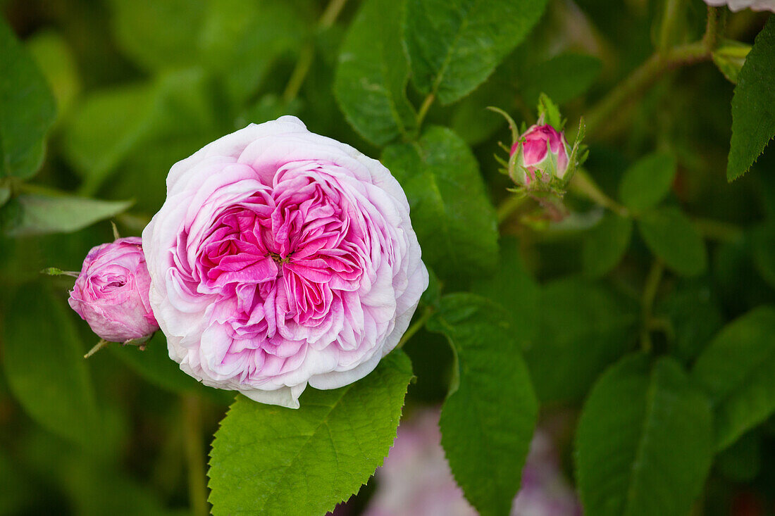 Rosa gallica 'Belle sans Flatterie'