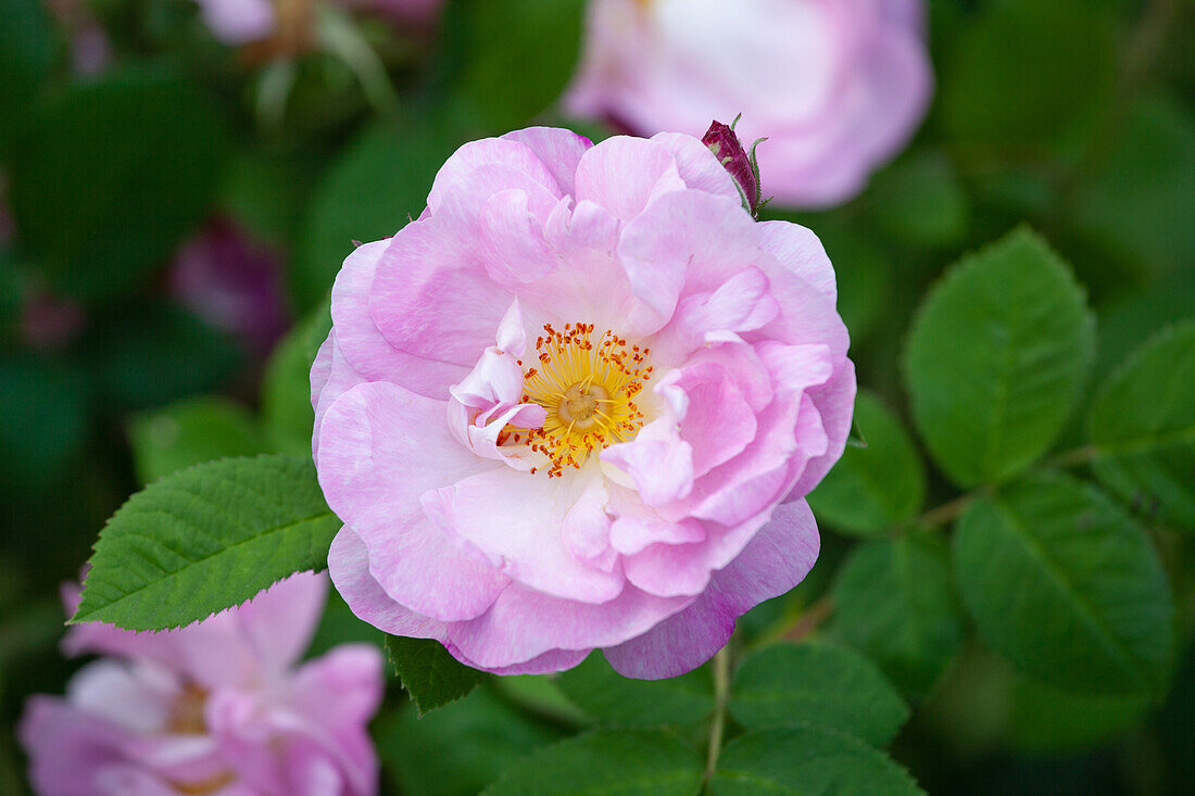 Rosa "St. Nicholas" James, R.; Hilling, T. 1950