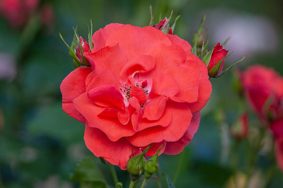 Rosa "Feuerwerk" Roses Tantau 1962