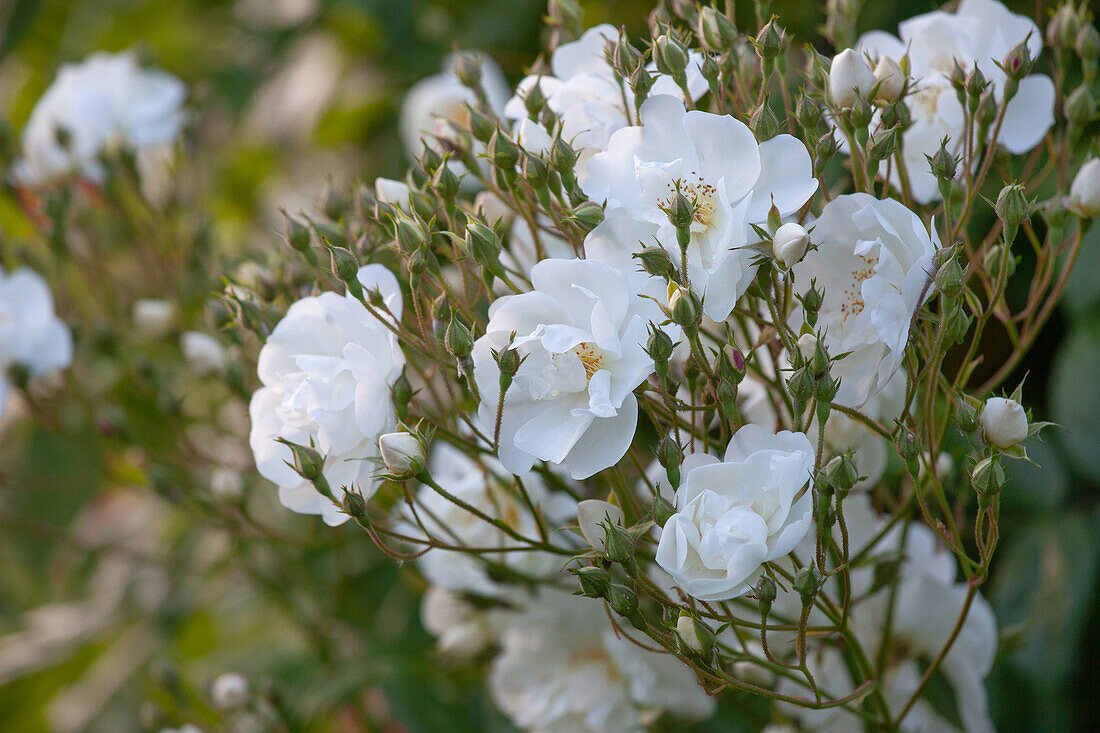 Rosa 'Bobby James'