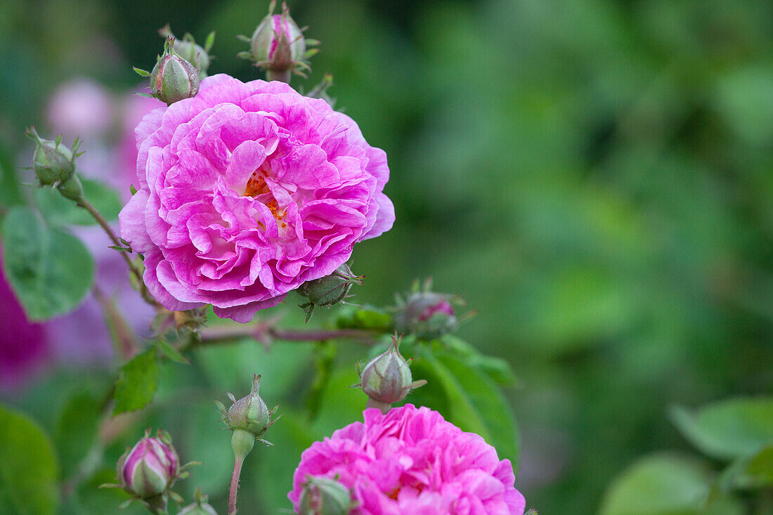 Rosa gallica 'Prolifera de Redouté'