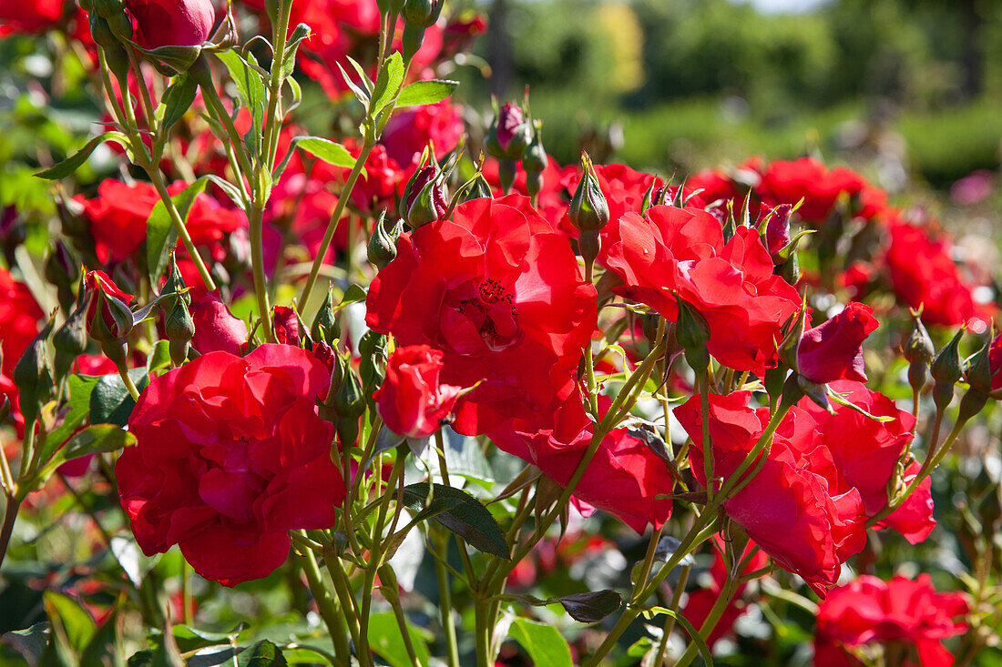 Strauchrose, rot