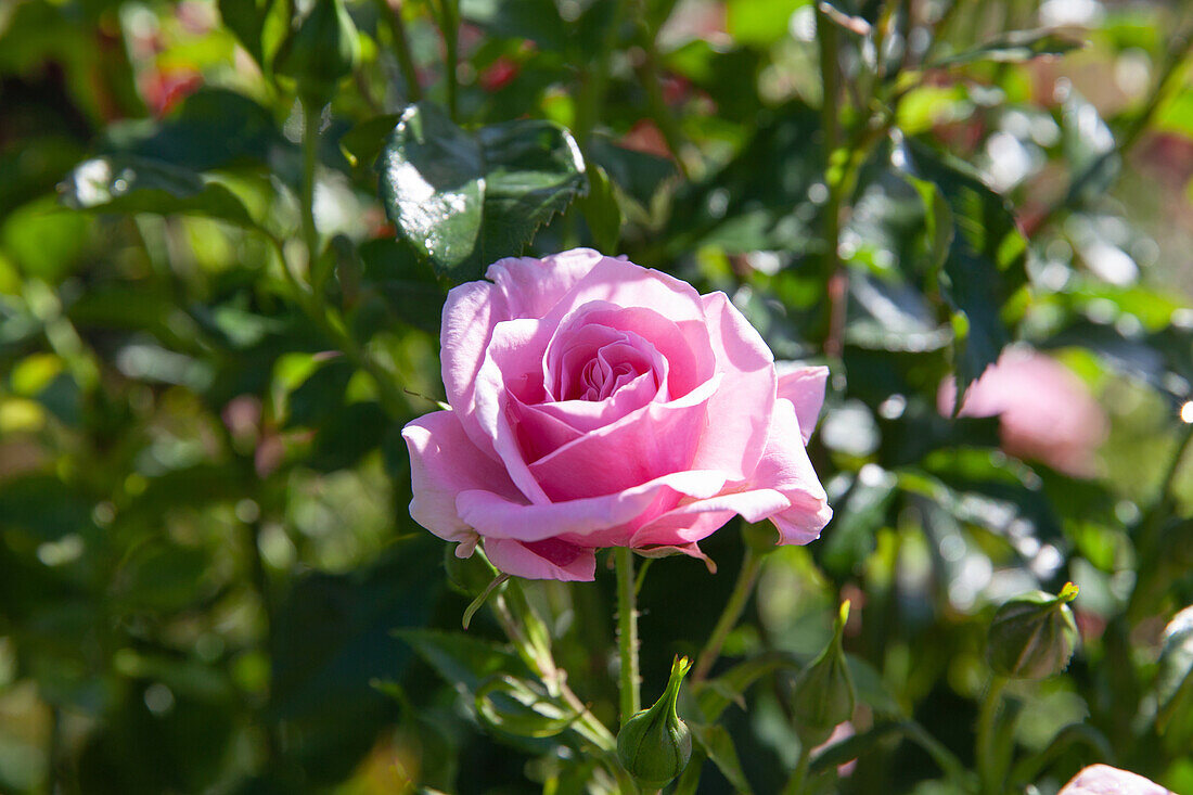 Shrub rose, pink