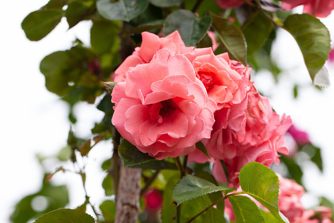 Pink "Clbg. Tip Top" Roses Tantau 1963