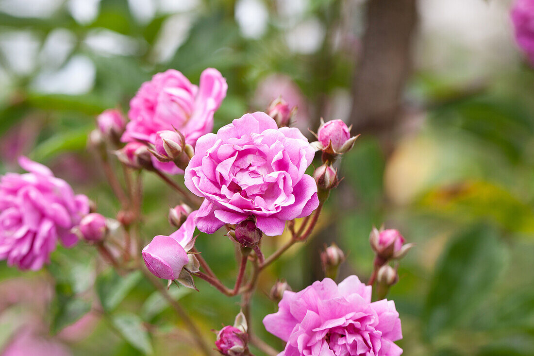 Rosa "Taunusblümchen" Weigand 1904