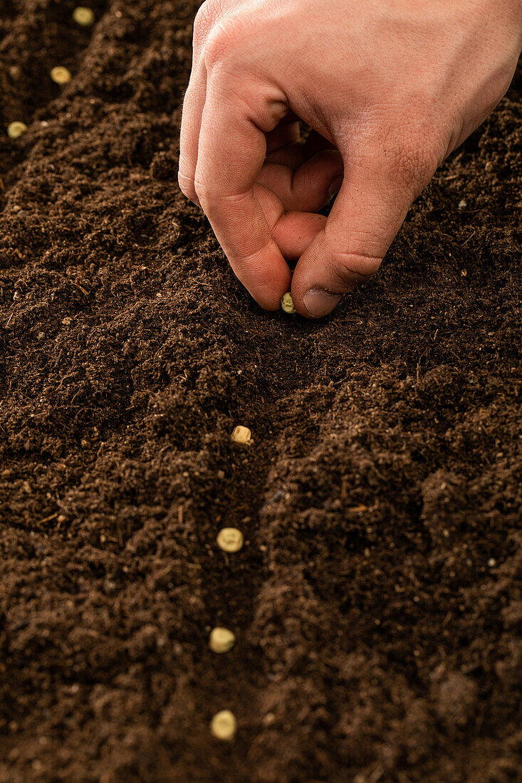 Sowing - planting seeds in soil
