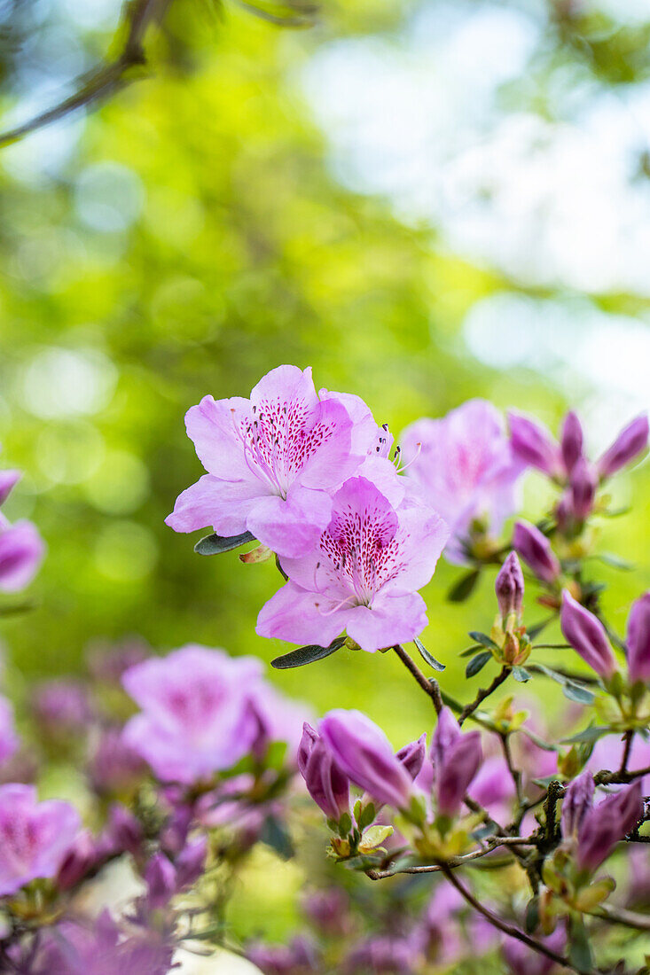 Rhododendron obtusum 'Ledikanense'