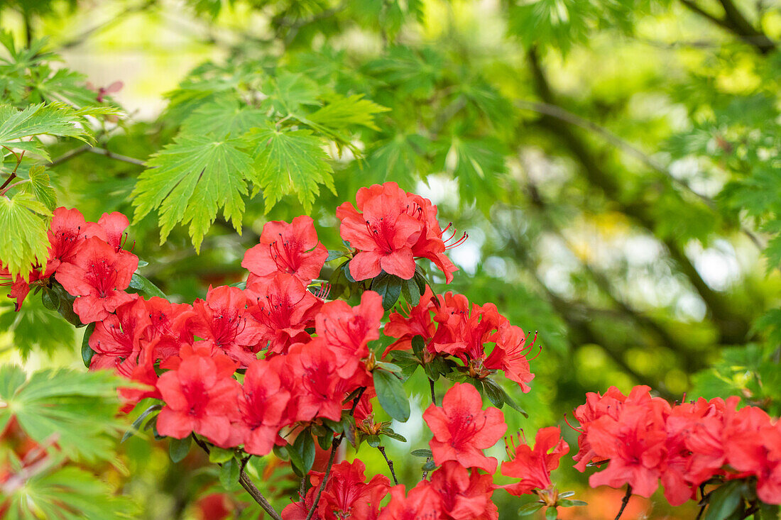 Rhododendron molle ssp. japonicum 'Northern Lights'