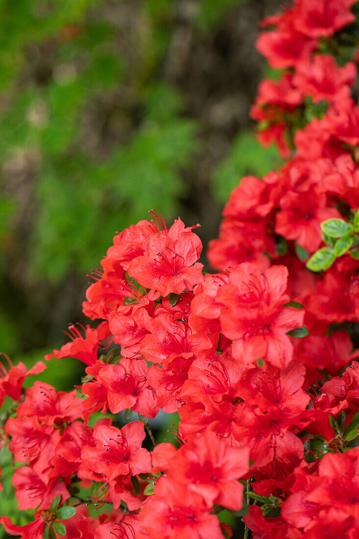 Rhododendron molle ssp. japonicum 'Nordlicht'