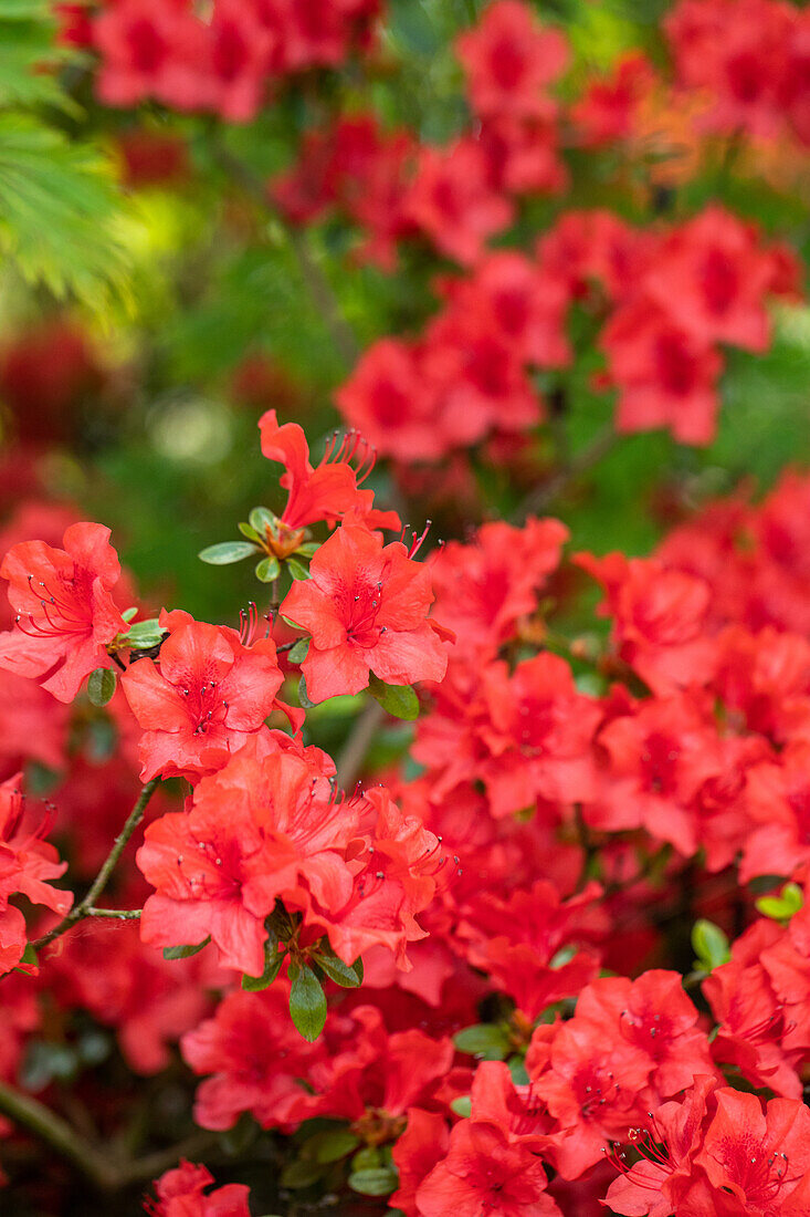 Rhododendron molle ssp. japonicum 'Nordlicht'