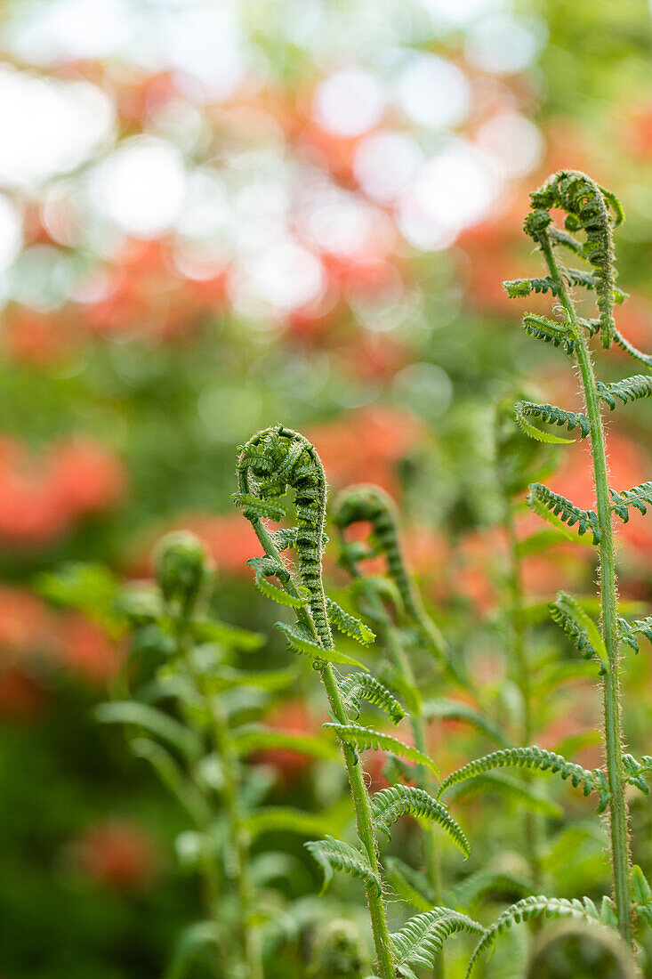 Dryopteris filix-mas