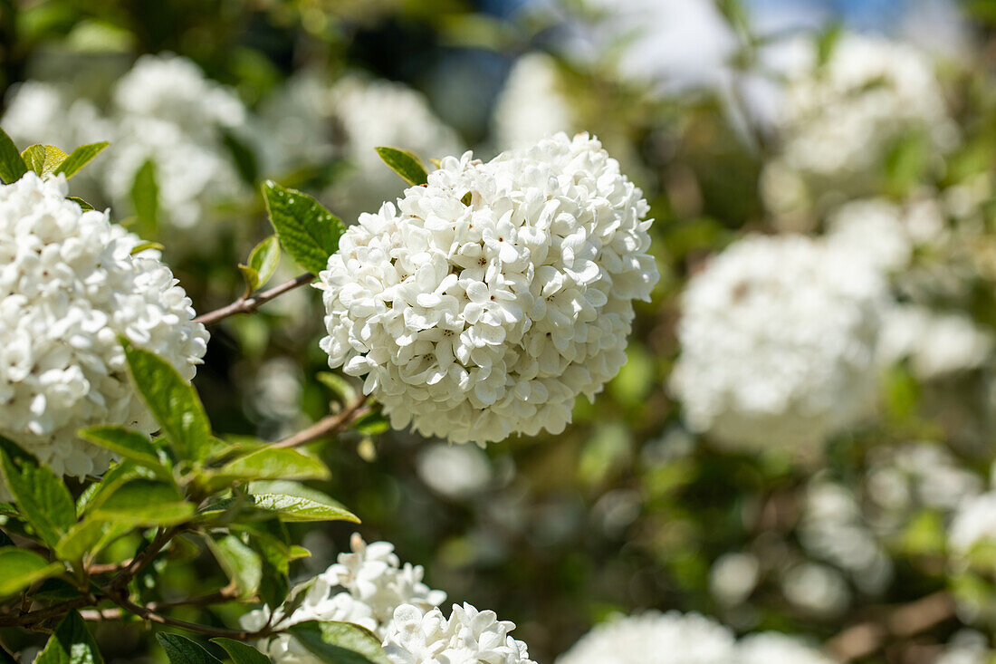 Viburnum 'Eskimo'