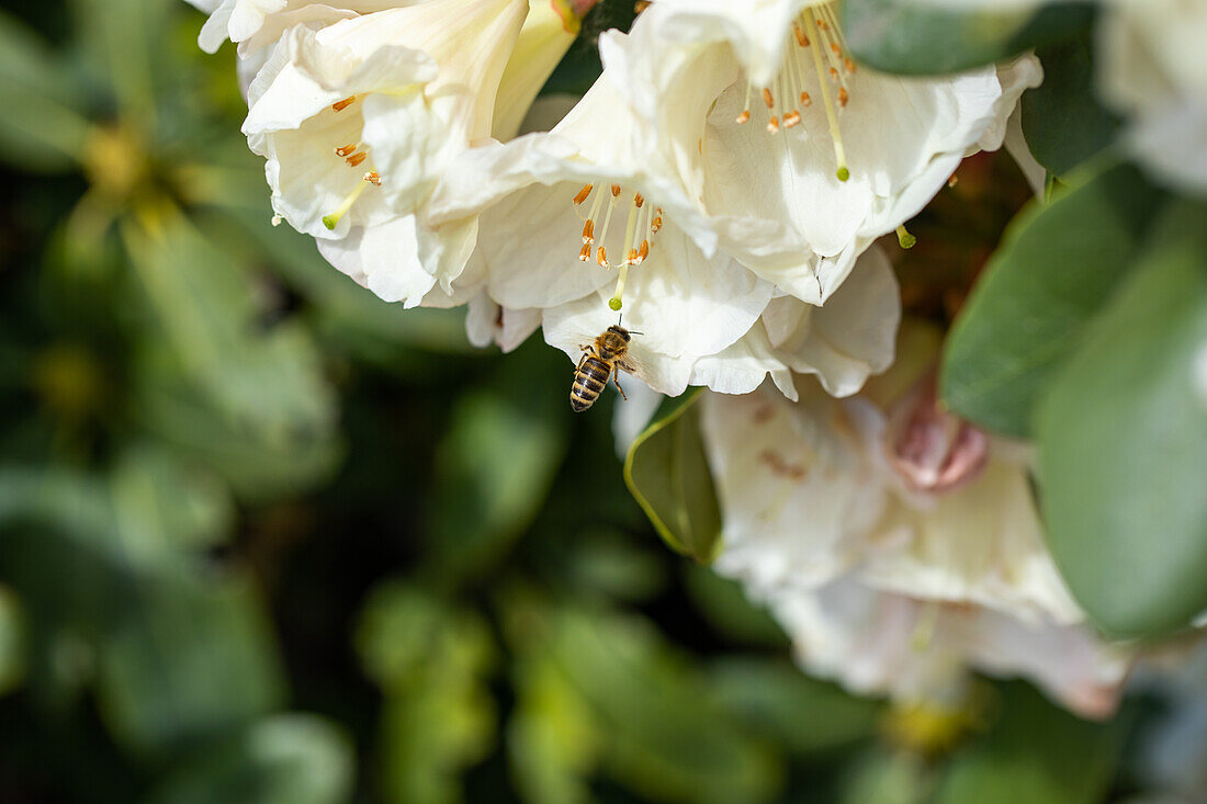 Biene an Rhododendronblüte
