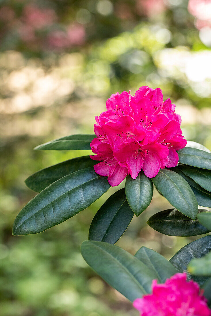 Rhododendron 'Homer'