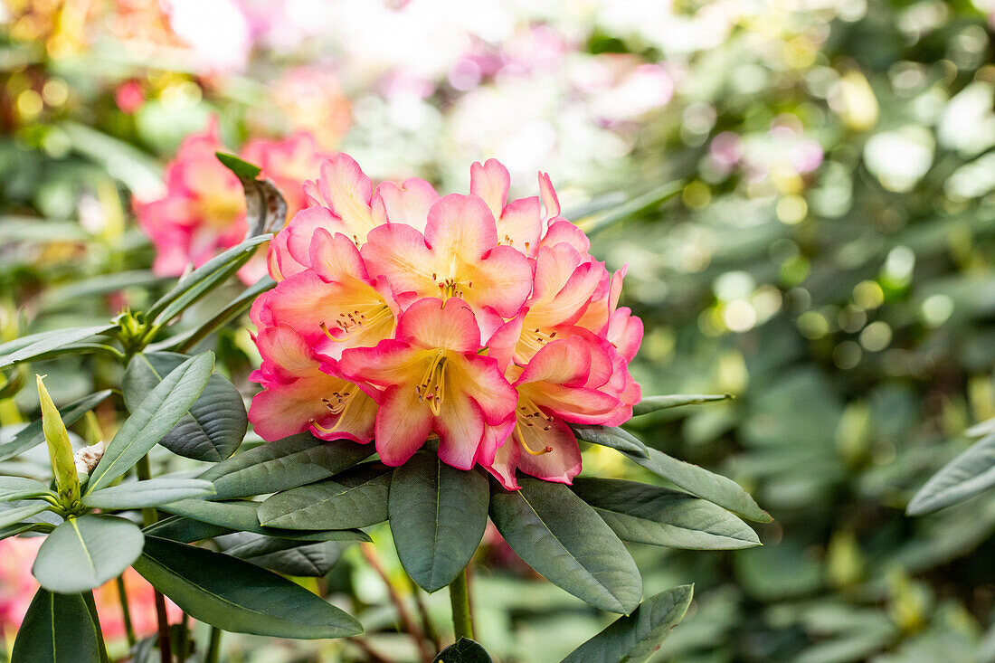 Rhododendron 'Robert de Belder'