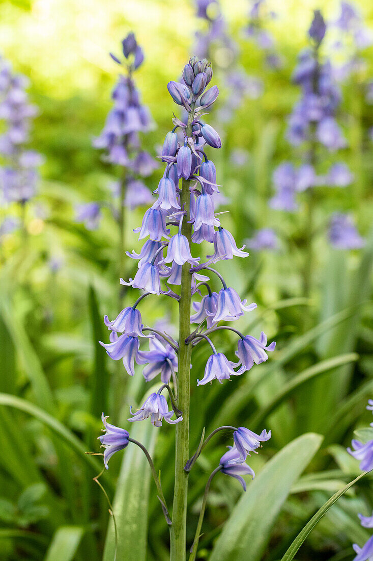 Hyacinthoides hispanica