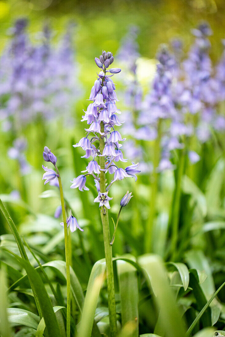 Hyacinthoides hispanica