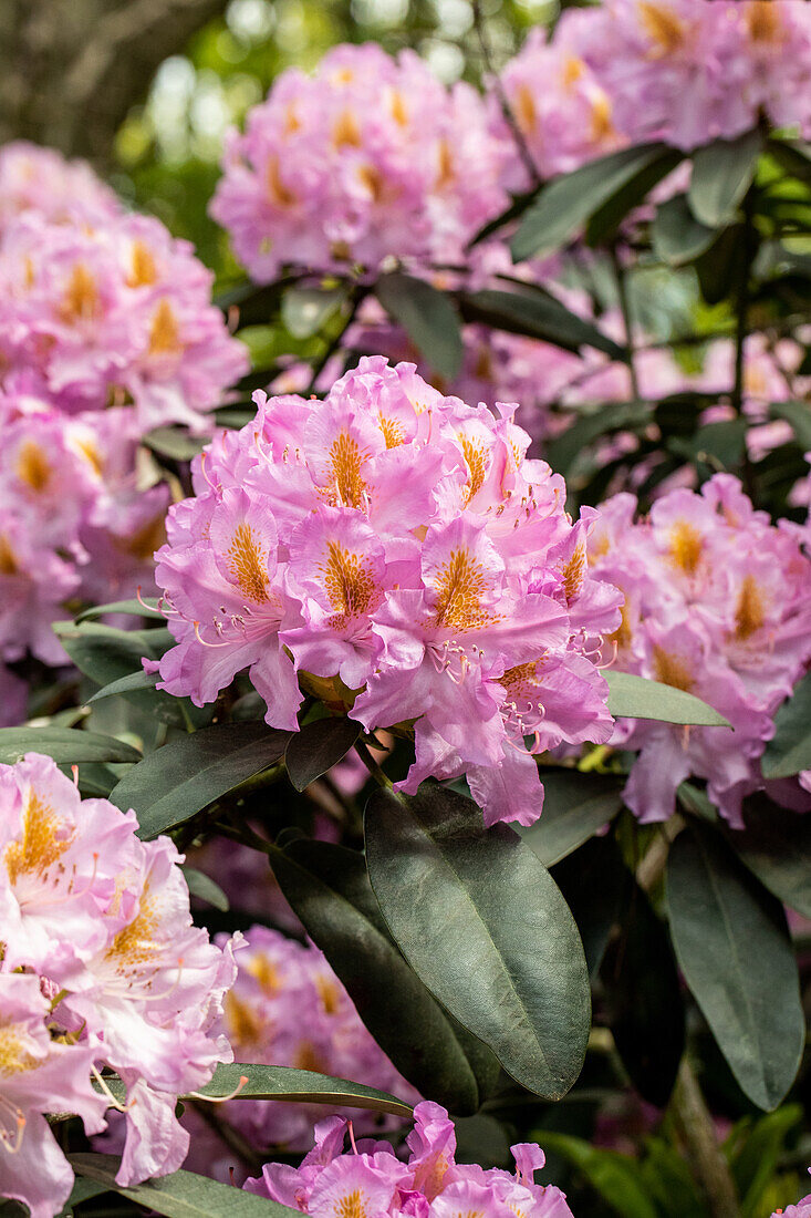 Rhododendron 'Frühauf'