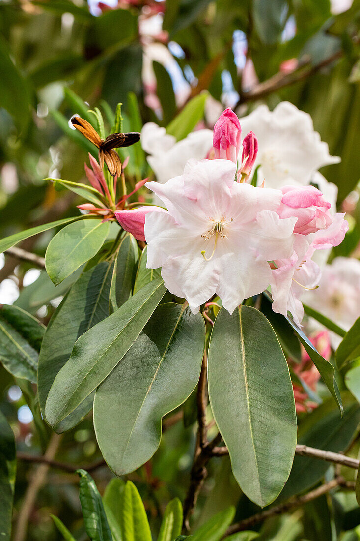 Rhododendron 'Loderi Venus'